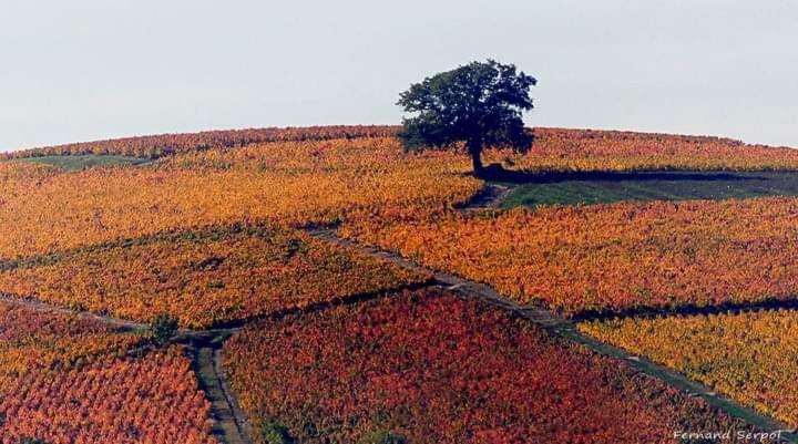 Foudres du Chêne du Py Acomodação com café da manhã Villié-Morgon Exterior foto